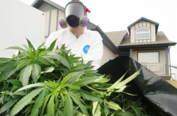 An RCMP officer removes bags of marijuana plants from a home after a bust in Airdrie, Alta. Three prominent doctors are recommending shifting away from a law enforcement-centred drug policy to a health-centred approach that combines regulation and harm reduction. (Photo by Tim Fraser).